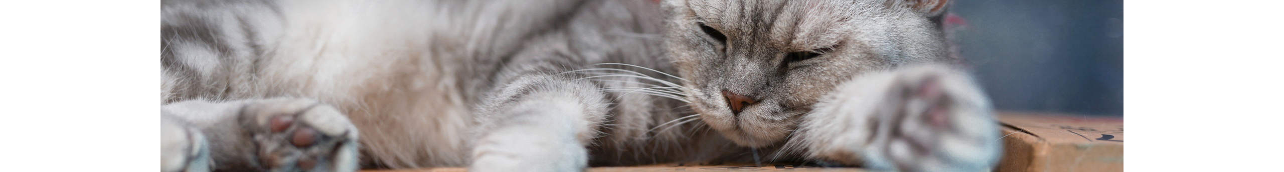 只遇見更好的自己的個人主頁（封面預(yù)覽） - 主頁封面設(shè)置 - 站酷設(shè)計師只遇見更好的自己原創(chuàng)素材 - 站酷ZCOOL