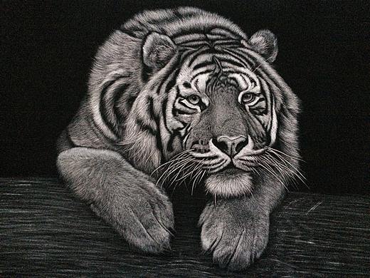 李子哥刮画作品《伏虎》