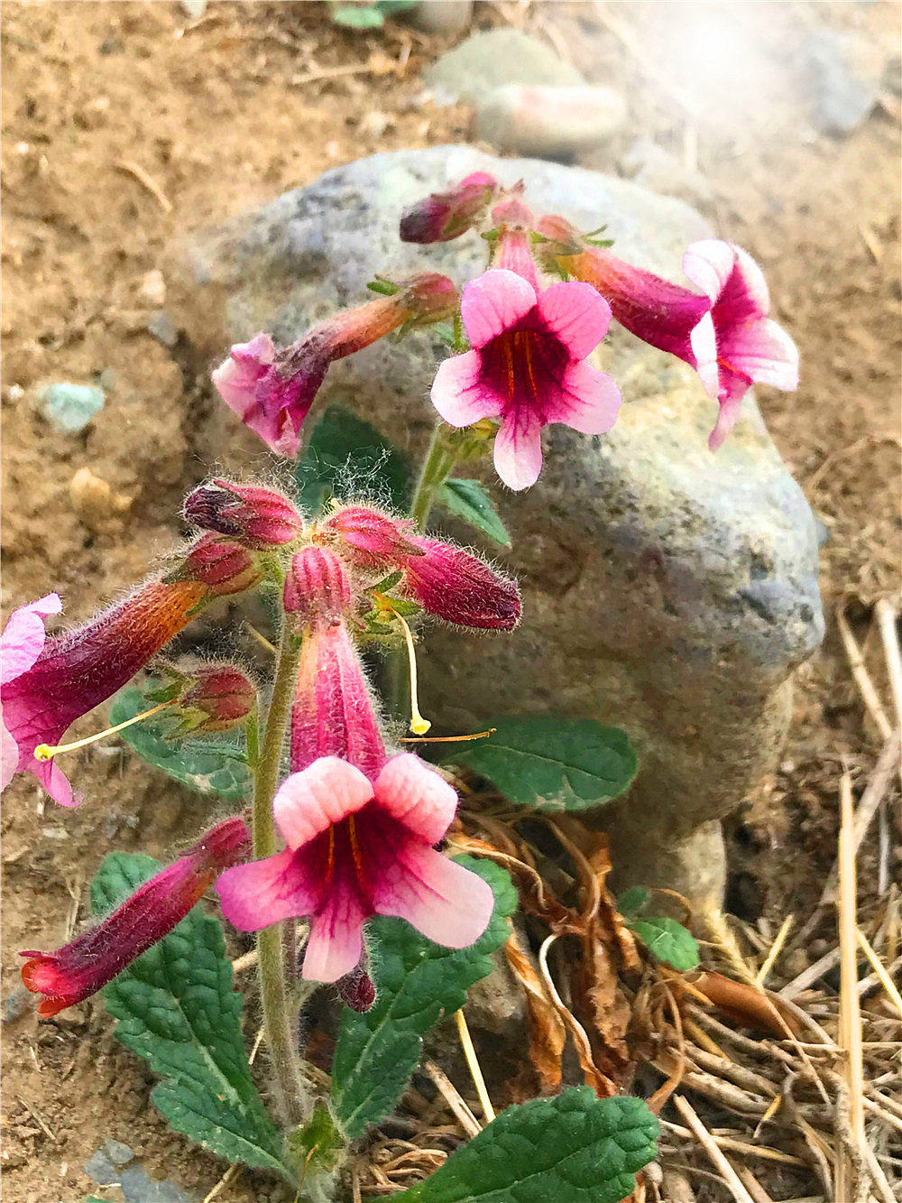 刘勇良手机纪实摄影:盛开的地黄花