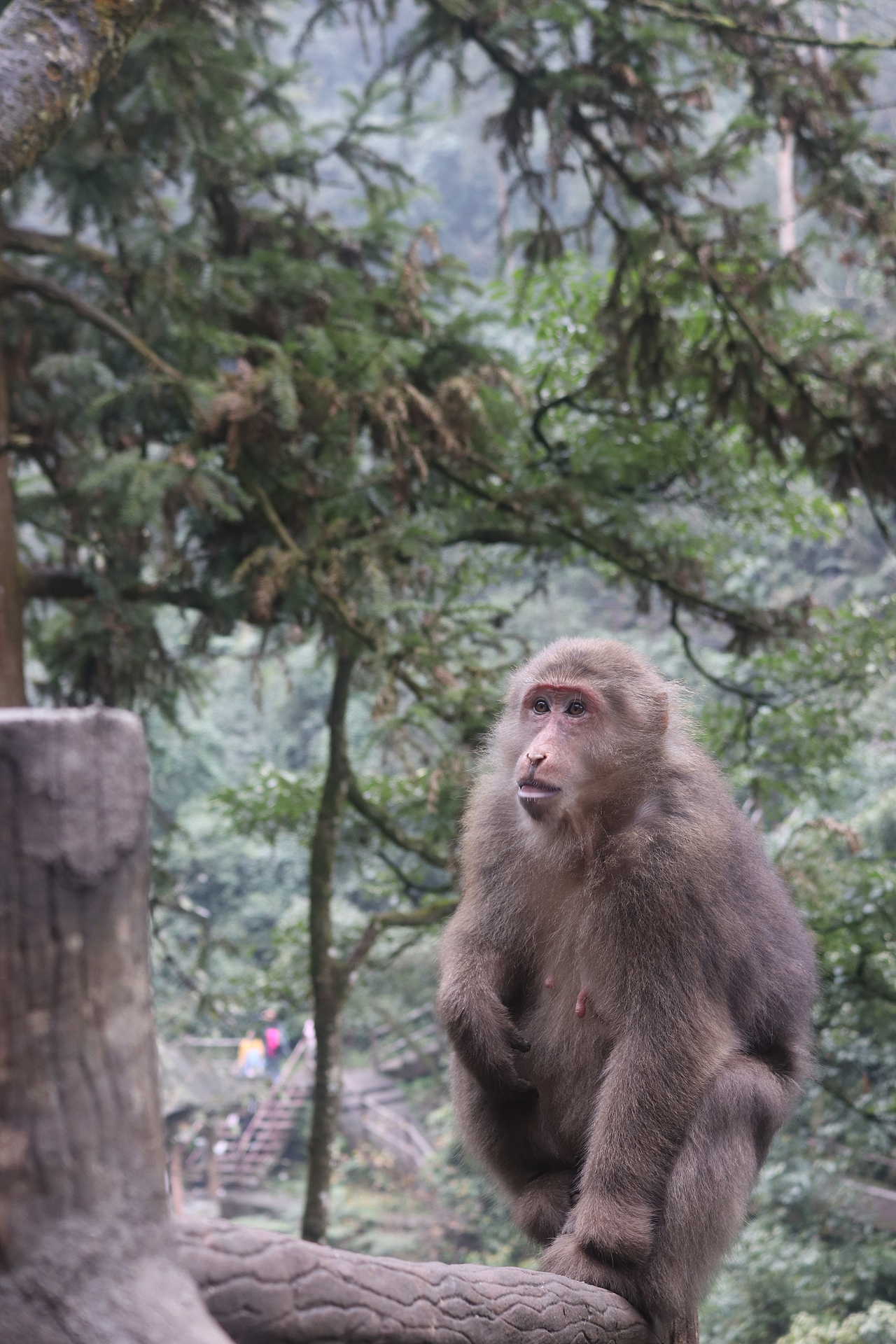 摄影 峨眉山（图ZMTY4MDM4MTYw） - 风光摄影 - 站酷设计师香菜小龍包原创素材 - 站酷ZCOOL
