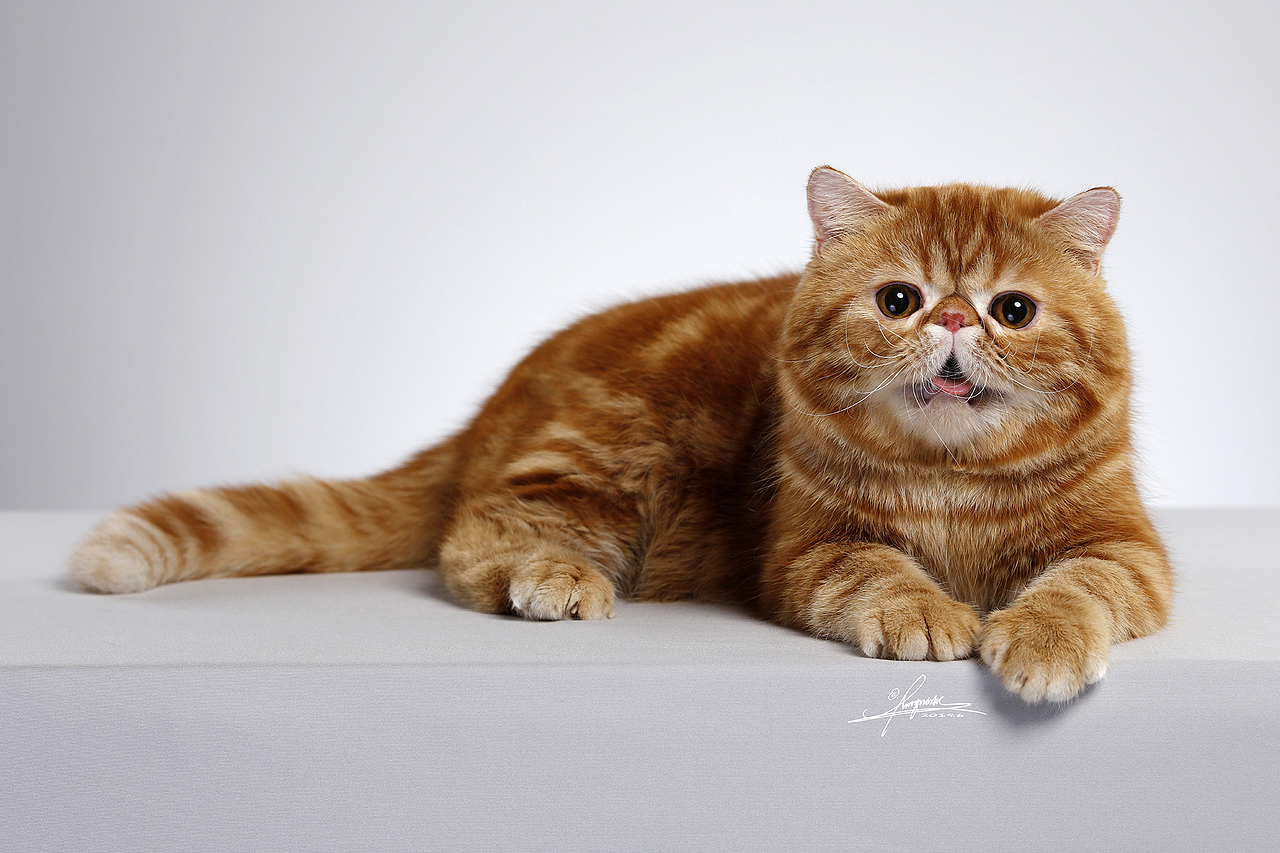 分享收藏波斯猫-amyworks探须视觉缅因猫-amyworks探须视觉金渐层-amy