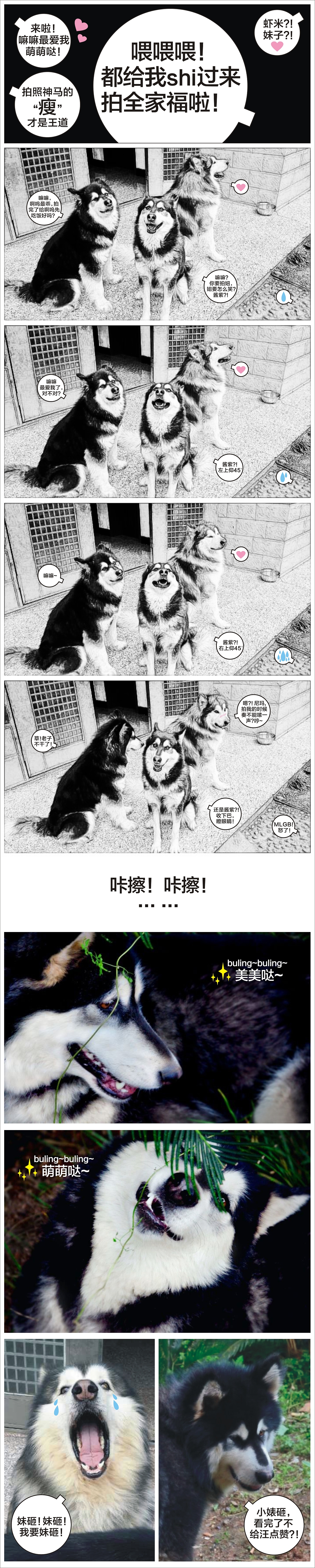 《汪轮怂&偶情》——拍照篇（图ZMjQwMzc2Njg=） - 宠物摄影 - 站酷设计师milanda829原创素材 - 站酷ZCOOL