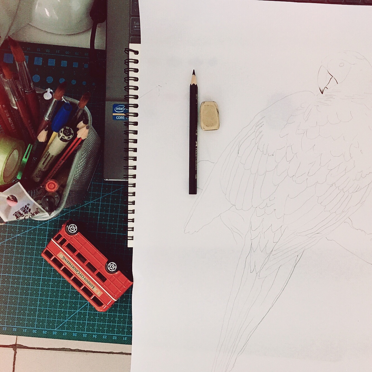 《五彩金刚鹦鹉》