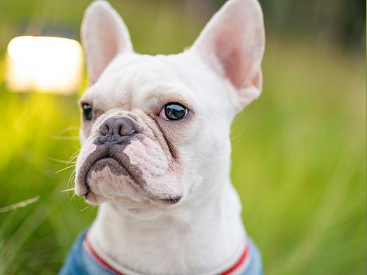 法斗  法牛   憨憨果