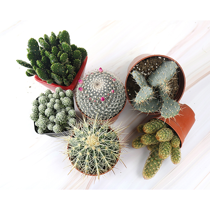 仙人掌-绿植-植物（图ZMTQyNzk1ODY4） - 产品摄影 - 站酷设计师糖少爷原创素材 - 站酷ZCOOL