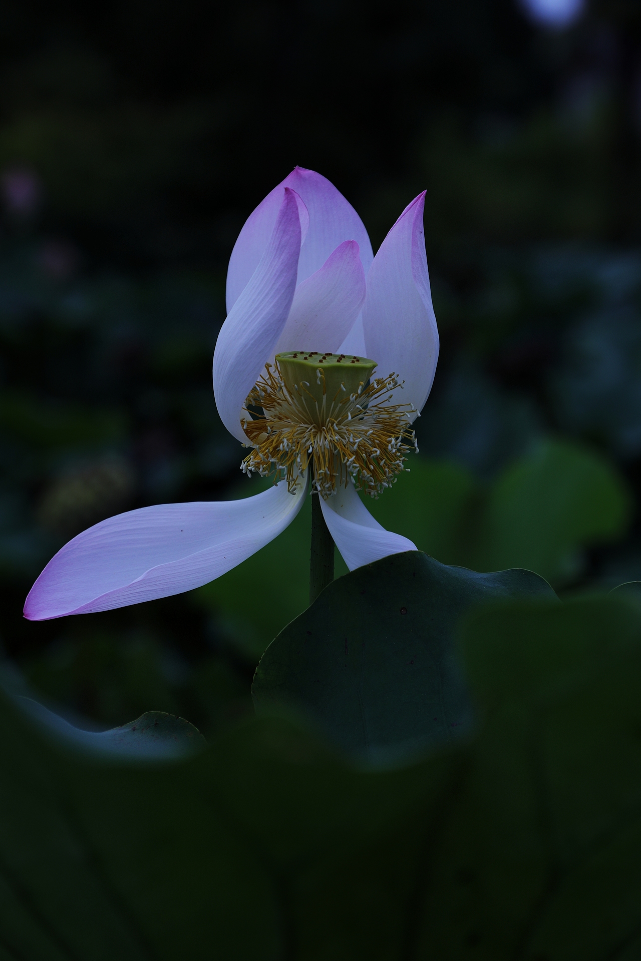 莲之爱,同予者何人