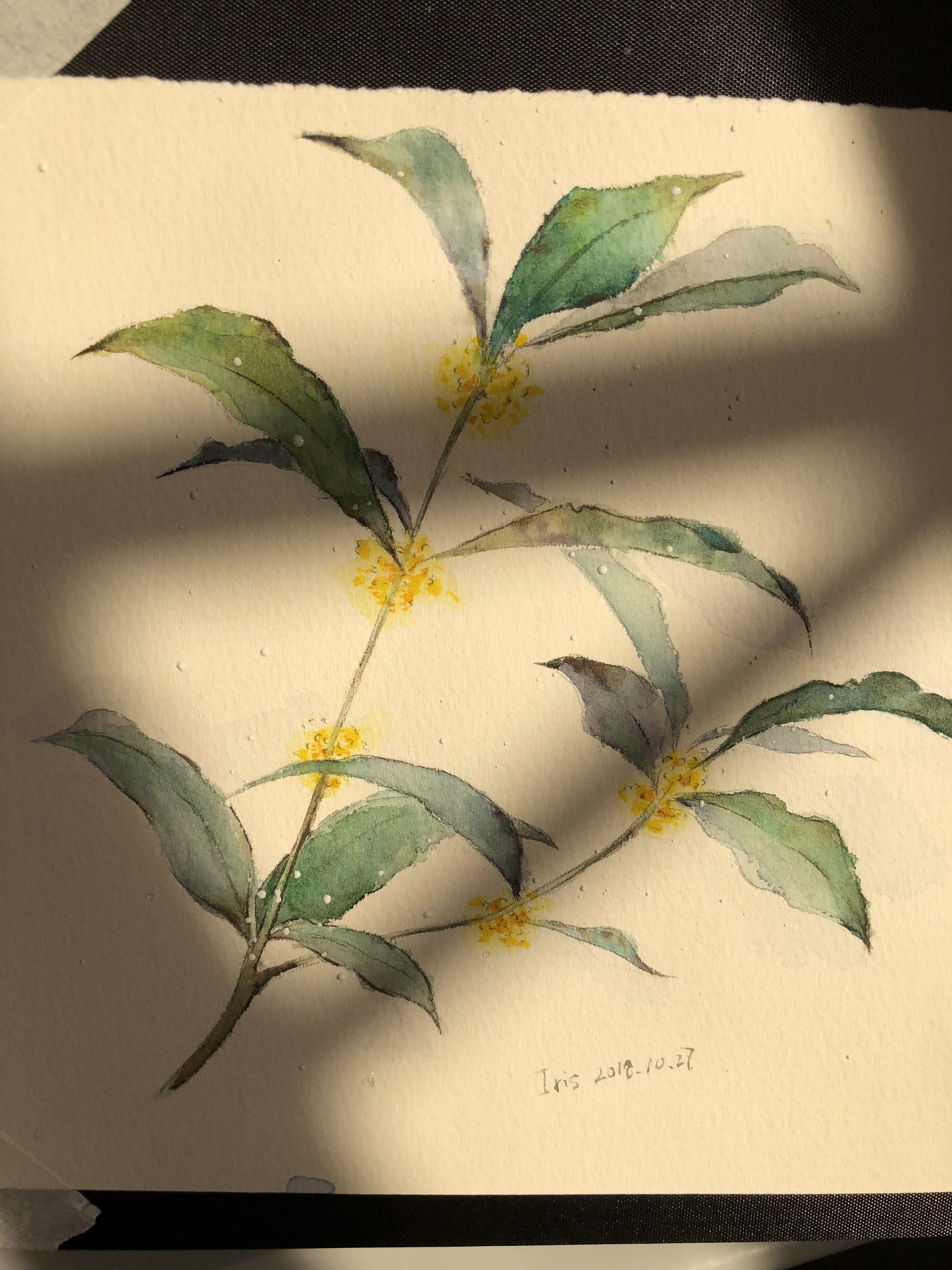 苏州桂花水彩练习(附步骤)