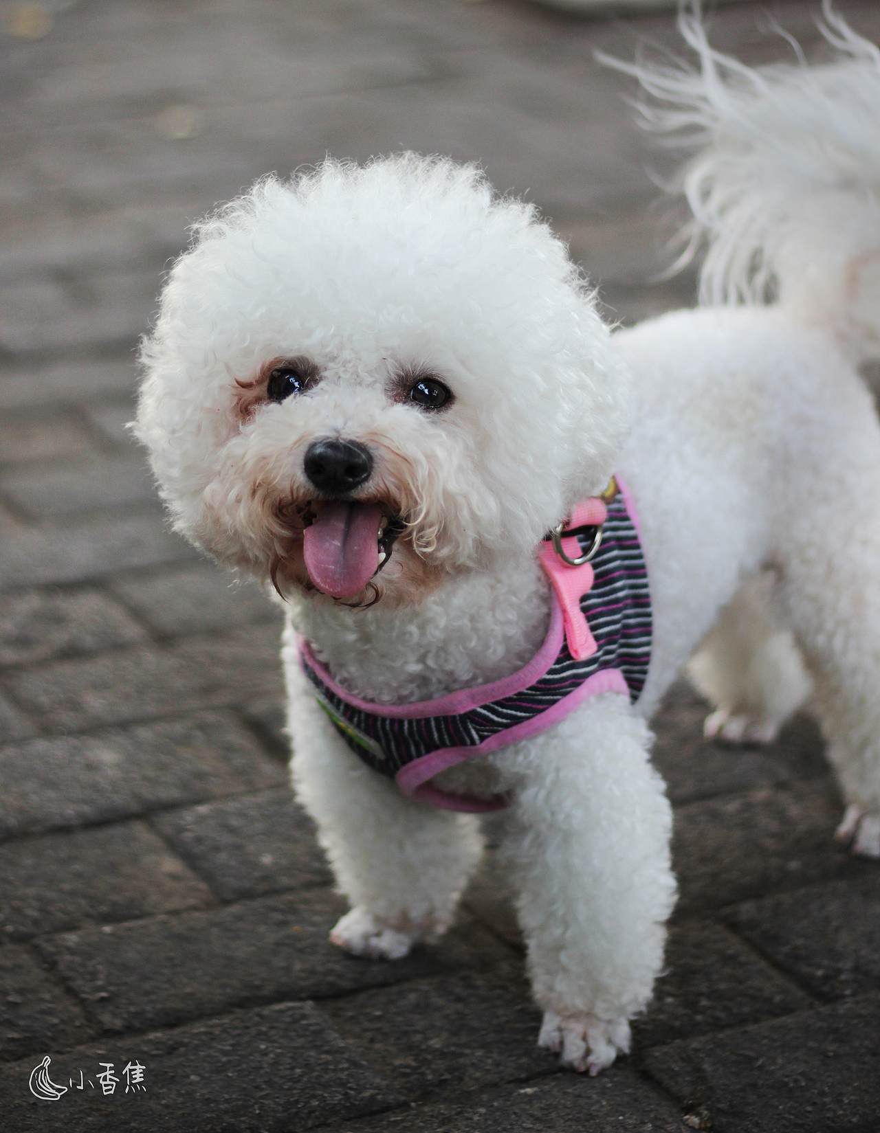 宠物摄影（图ZMjQwOTEyOTA4） - 宠物摄影 - 站酷设计师焦喜庆原创素材 - 站酷ZCOOL