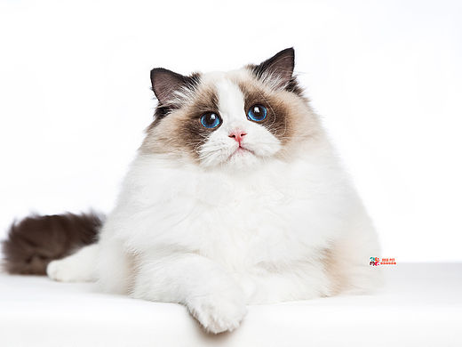 宠物摄影｜猫咪摄影