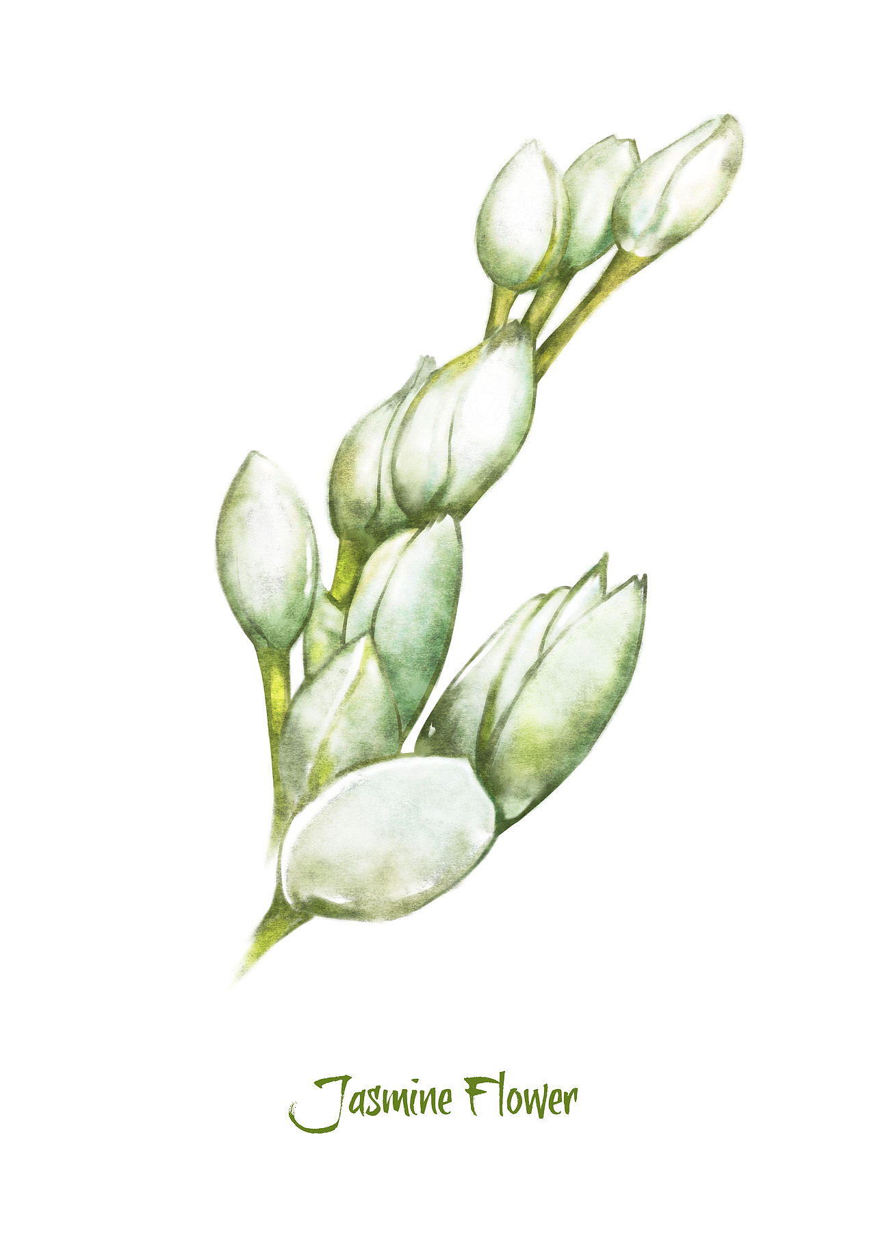 植物图鉴BOTANY（图ZMzc4MzEyMjA=） - 商业插画 - 站酷设计师奴十八原创素材 - 站酷ZCOOL