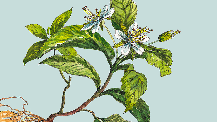 中裕 草药插画包装设计（图ZMTQyNDU1NjMy） - 包装 - 站酷设计师龍大设计原创素材 - 站酷ZCOOL