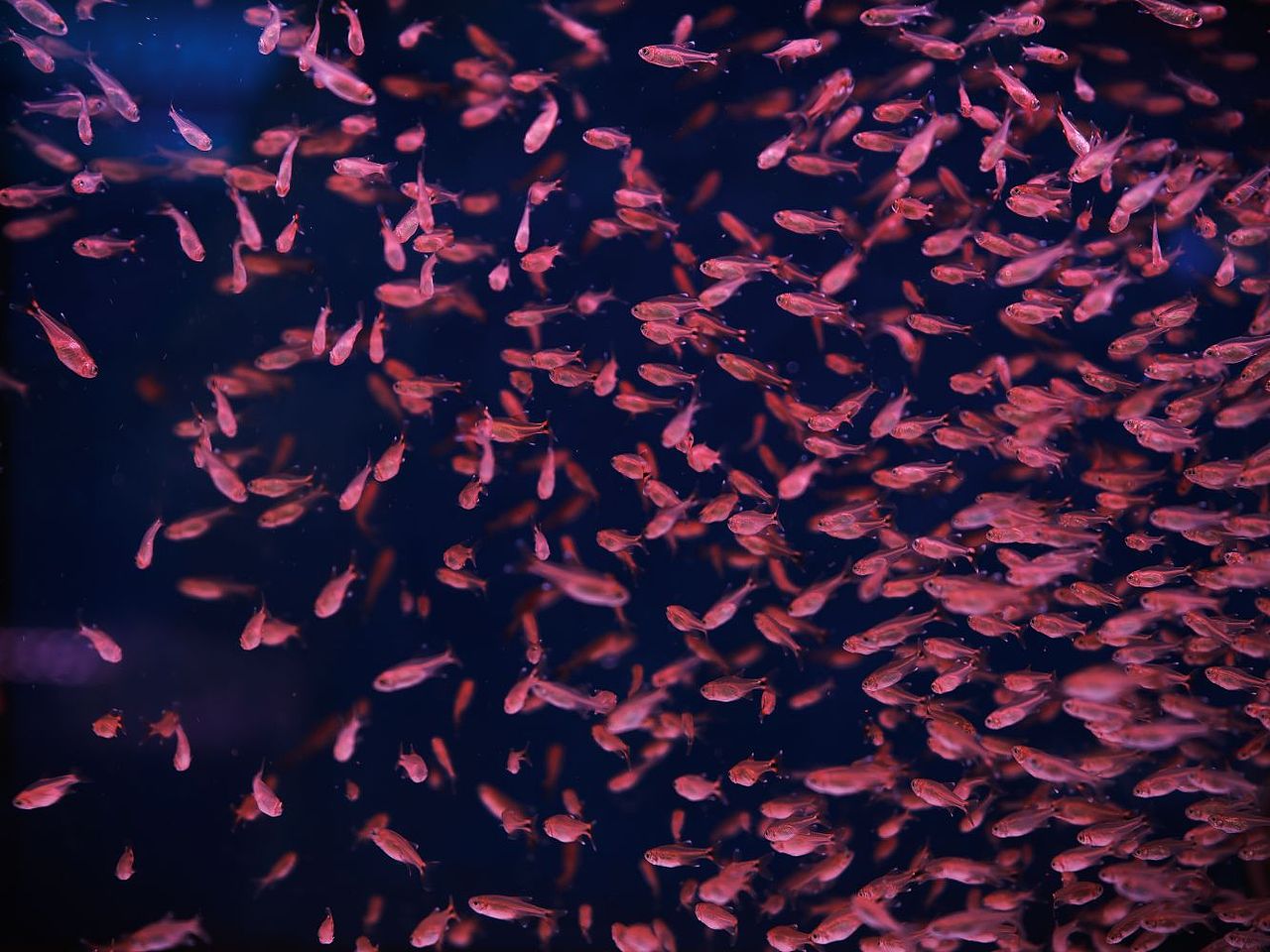 水族（圖ZMzM4MTA0NjE2） - 寵物攝影 - 站酷設(shè)計師大鵬映象原創(chuàng)素材 - 站酷ZCOOL