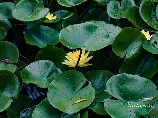 水莲花（个人主页-ZNDg1ODEwODg=） - 风光摄影 - 站酷设计师脖几LuLinda原创素材 - 站酷ZCOOL