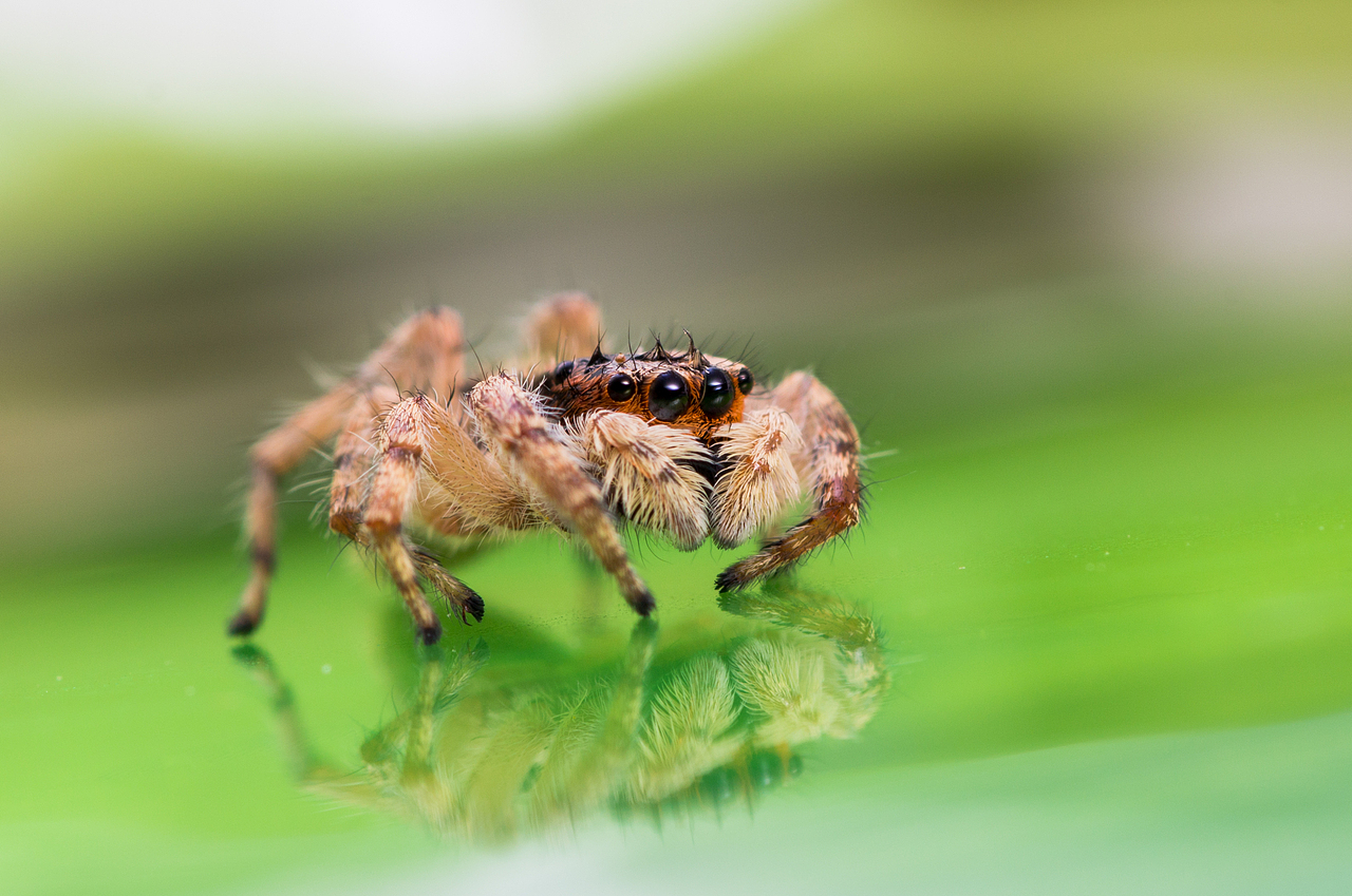 大眼睛，炯炯有神