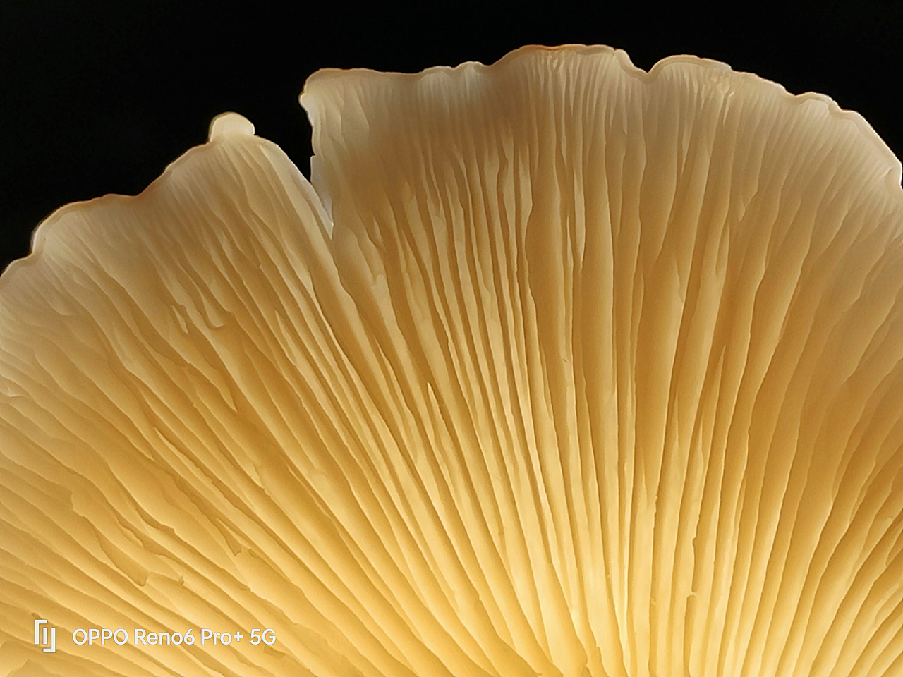 五月|OPPO Reno6 Pro+ 样张