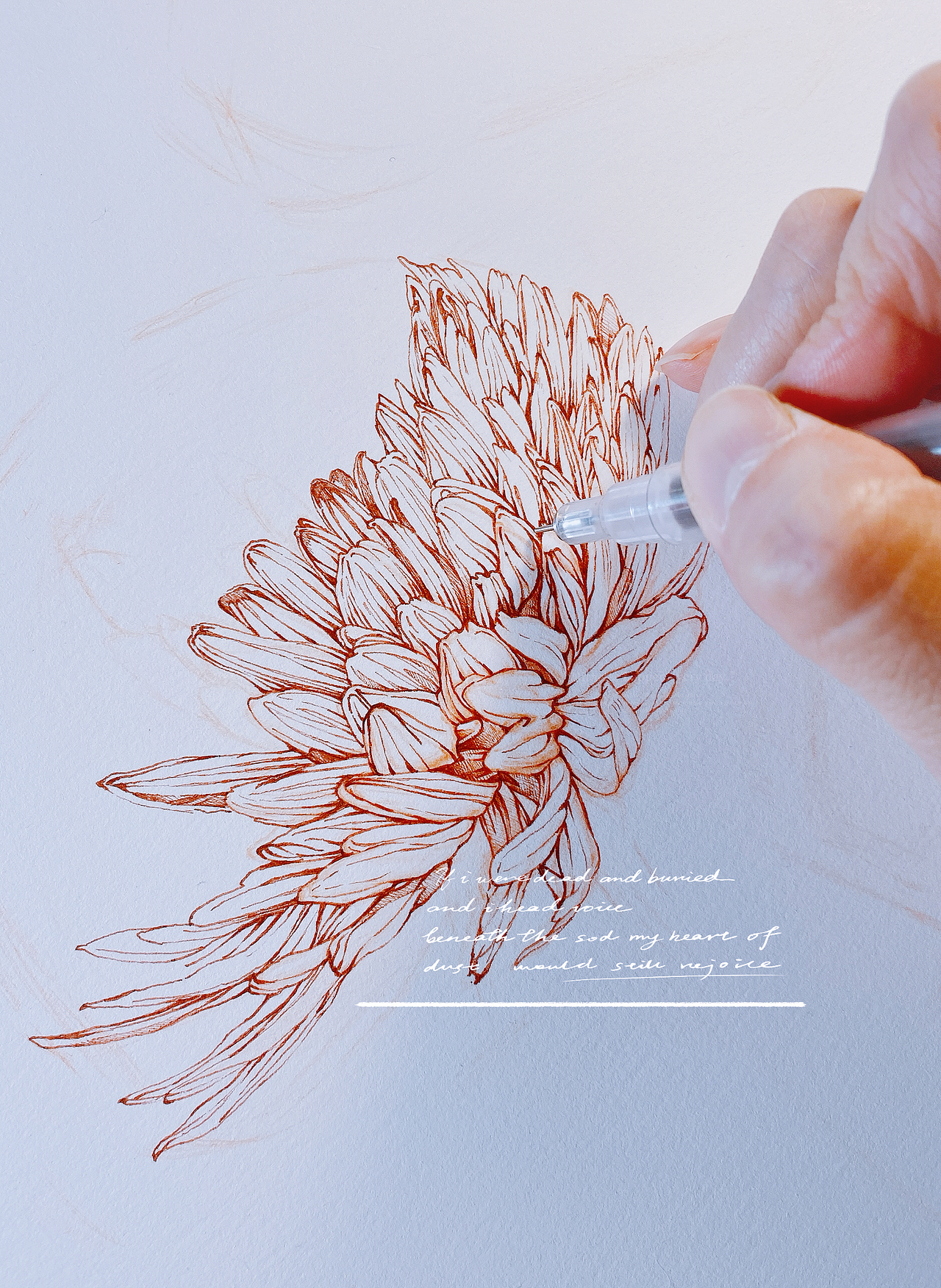 蘸水笔针管笔｜牡丹菊（吸色）