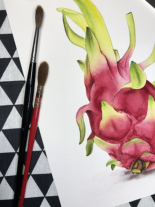 水彩水果-火龙果