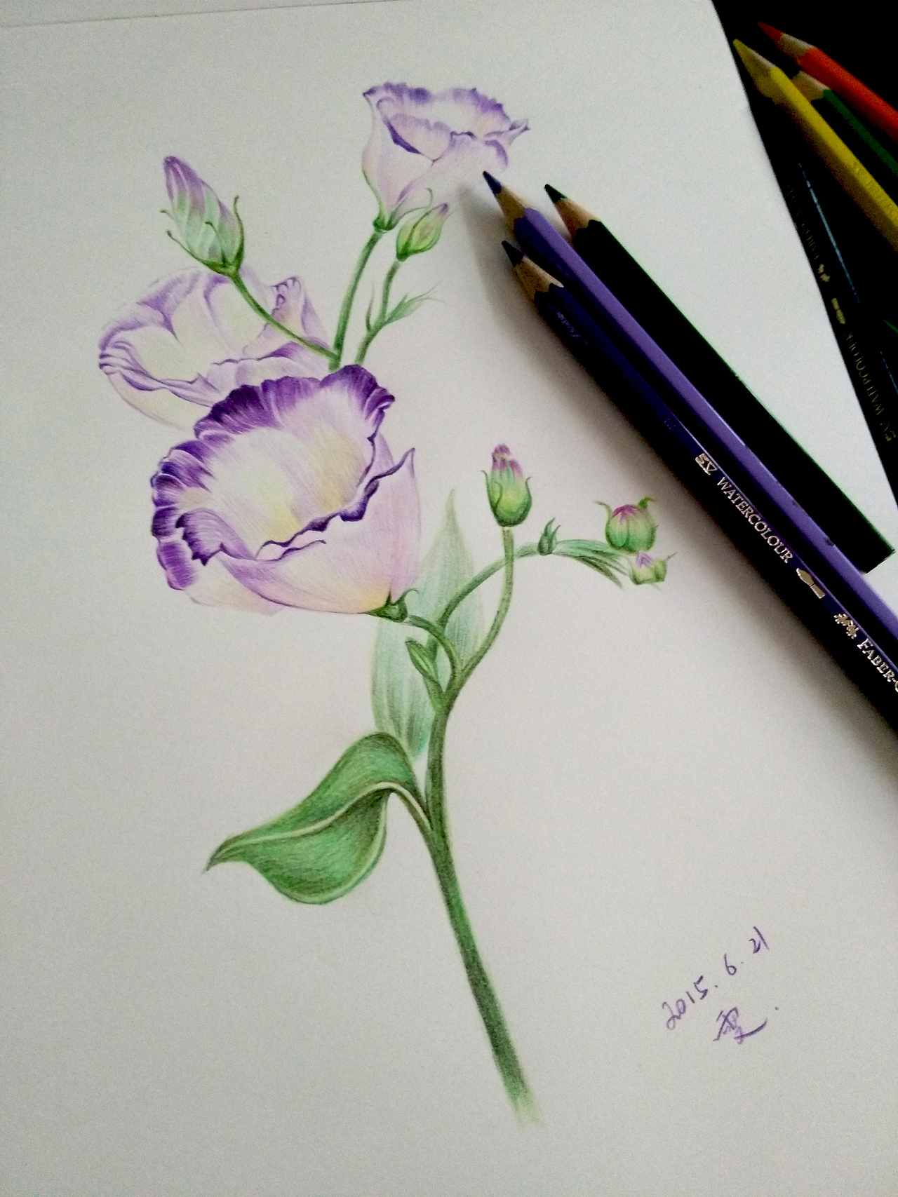 彩铅 洋桔梗 花卉