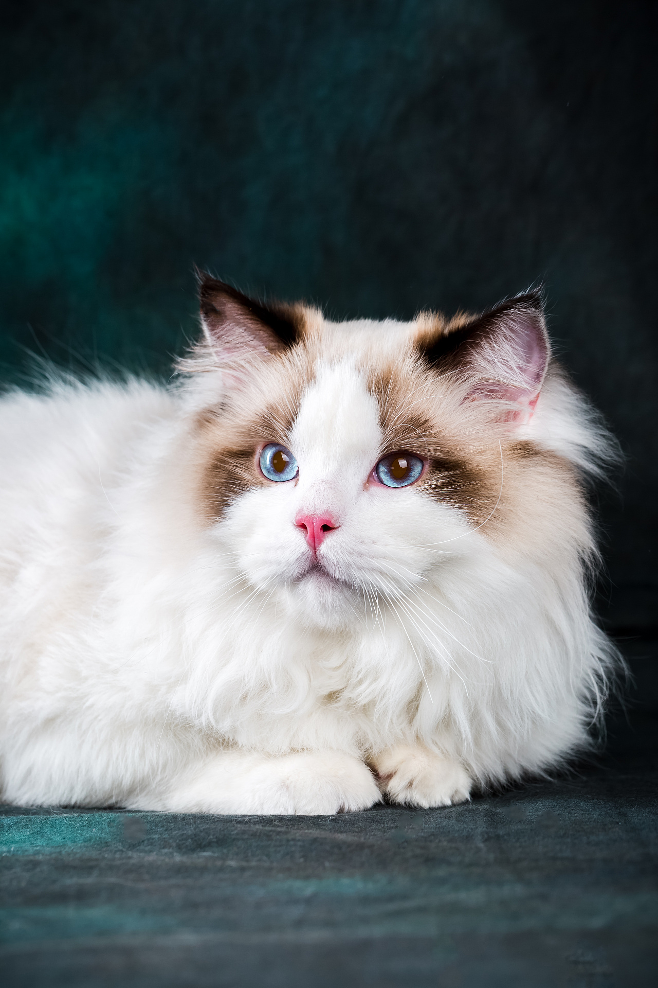 布偶——猫中的精灵