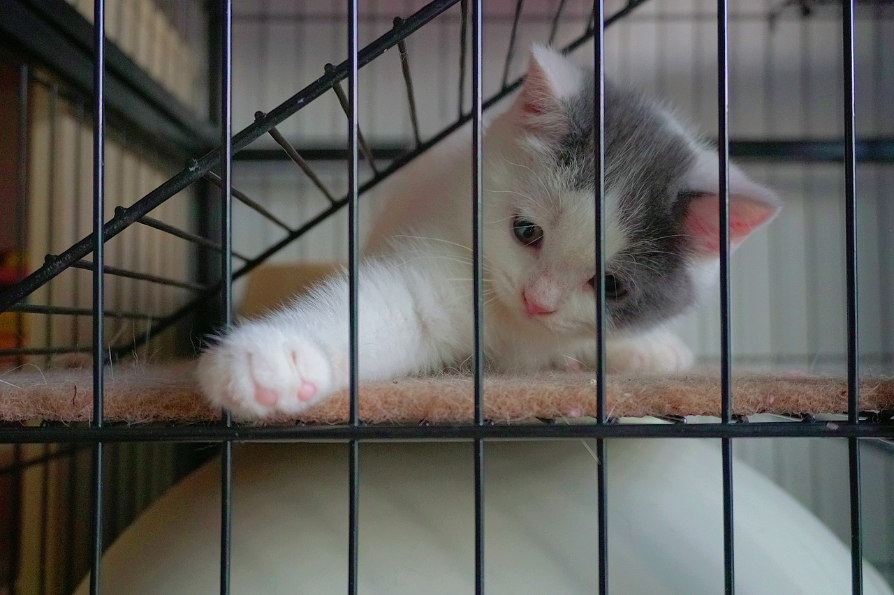 他和他的猫