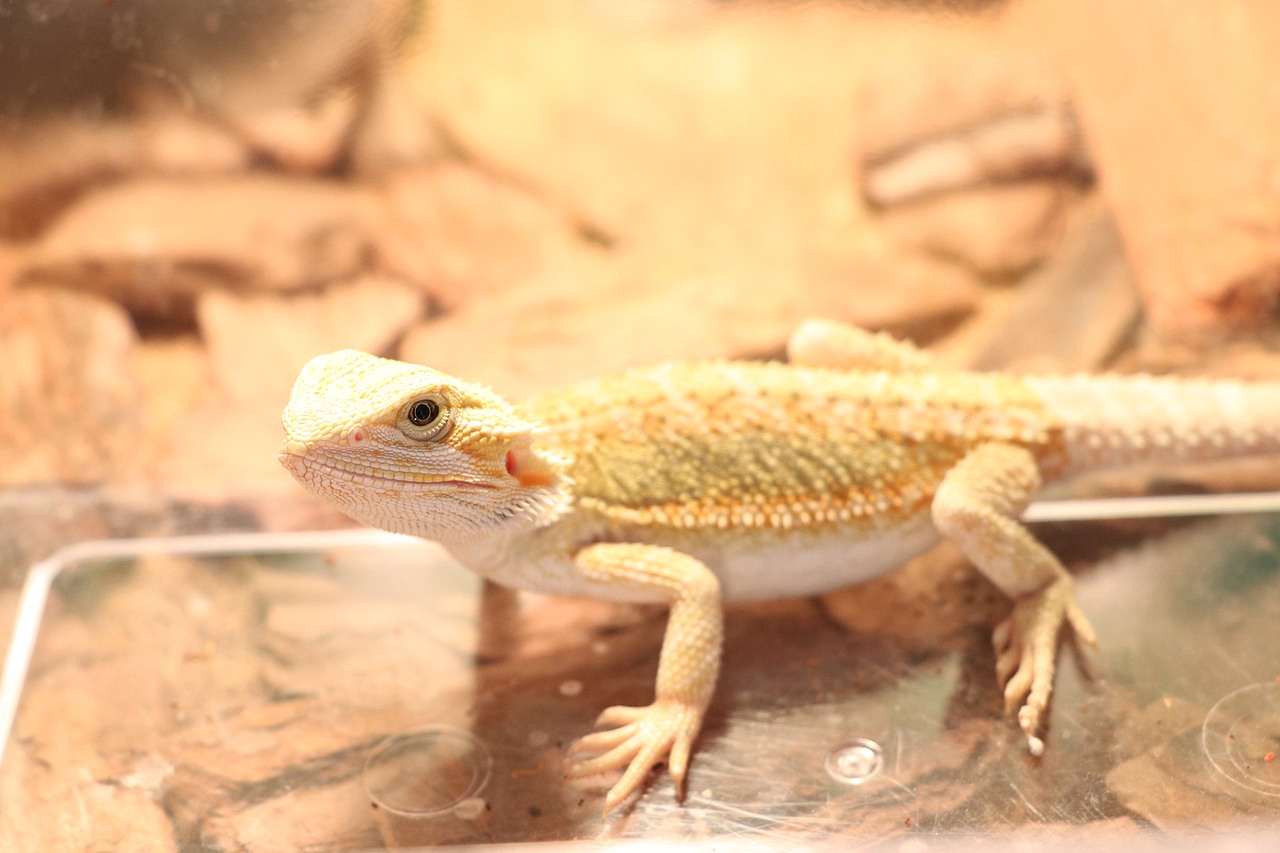 西壹 | 喂食中的西壹