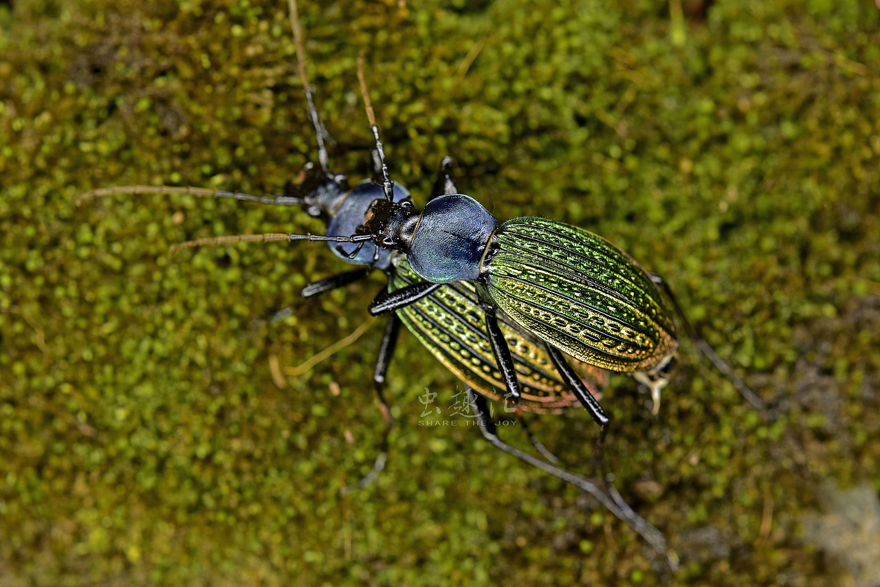 散落林间的艺术品硕步甲