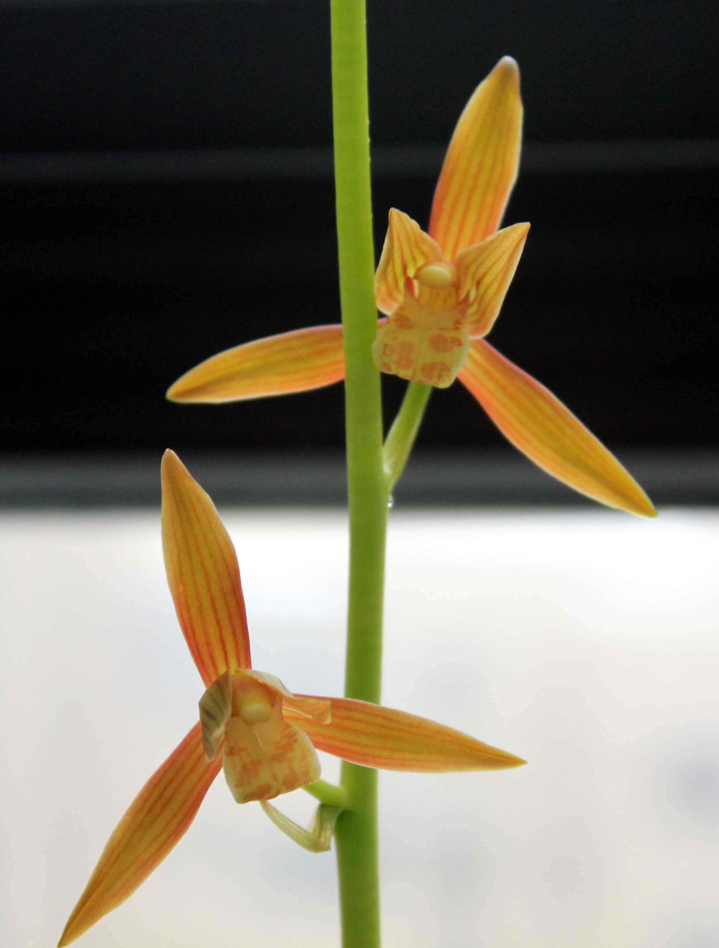 【墨兰】秋意(绿杆转色花)