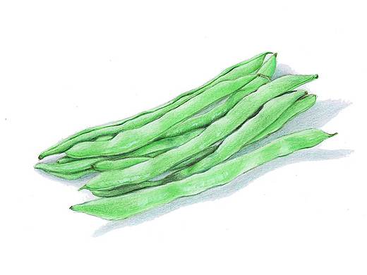 【驴大萌彩铅教程209】手绘美食 蔬菜 豆角
