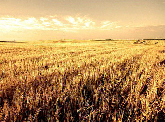 谷龙—几款标志设计