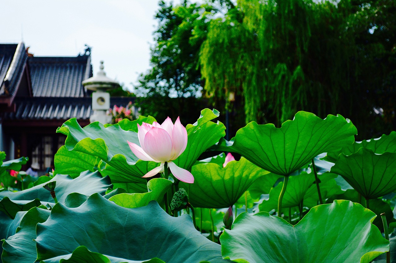 擎雨盖惠州西湖丰渚园荷花池