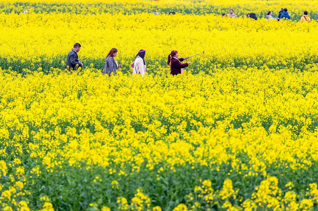 重庆南川:踏青赏花享春光