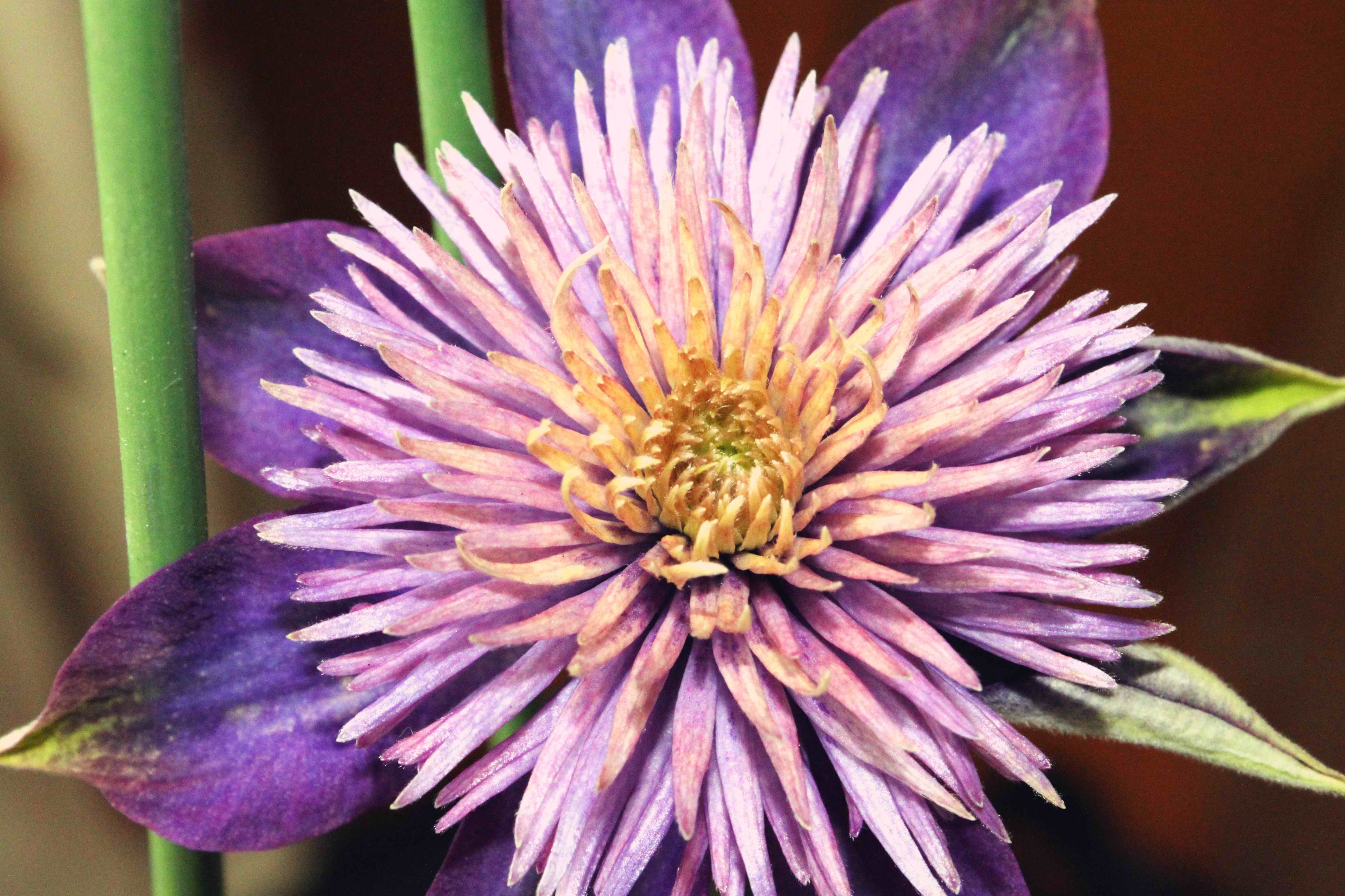 铁线莲——多蓝