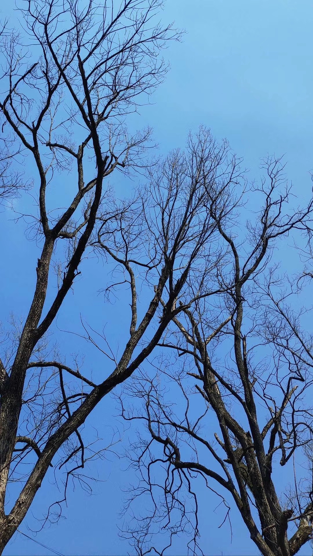 摄影 | 早春不过一棵树（图ZMjk0NjM4ODY4） - 风光摄影 - 站酷设计师川行一原创素材 - 站酷ZCOOL