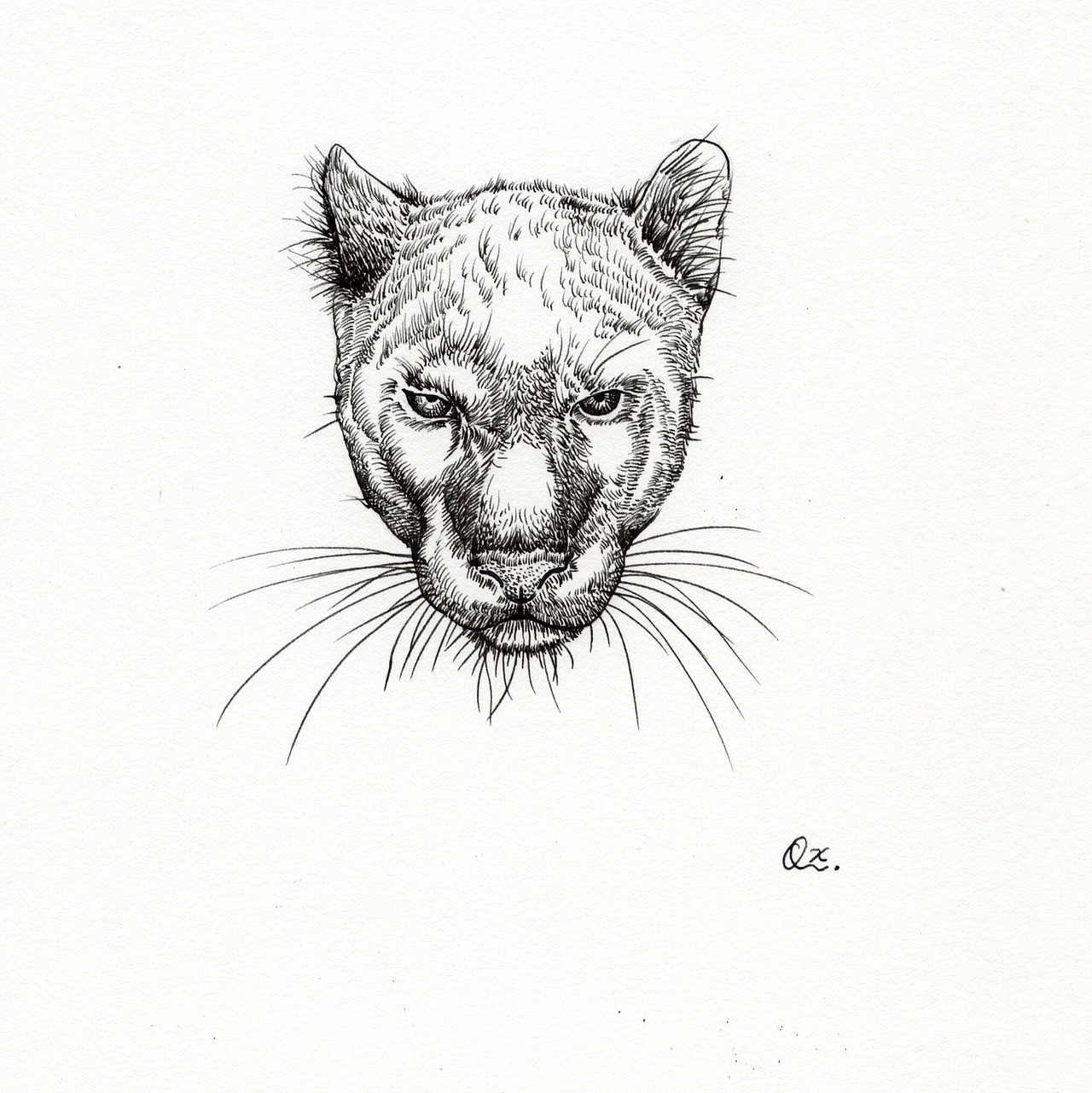 【动物肖像】系列