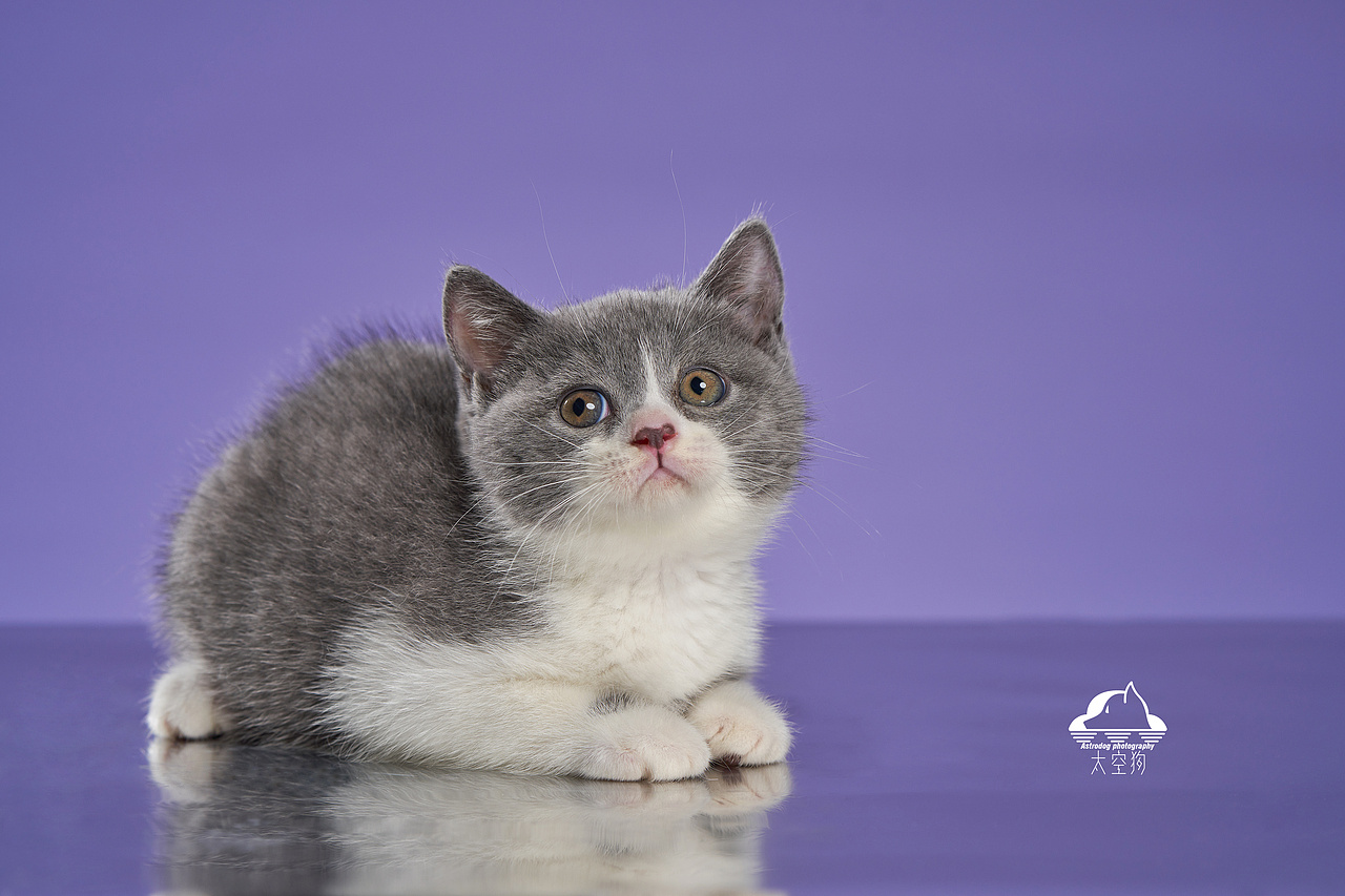 太空狗宠物摄影 英国短毛猫满月写真