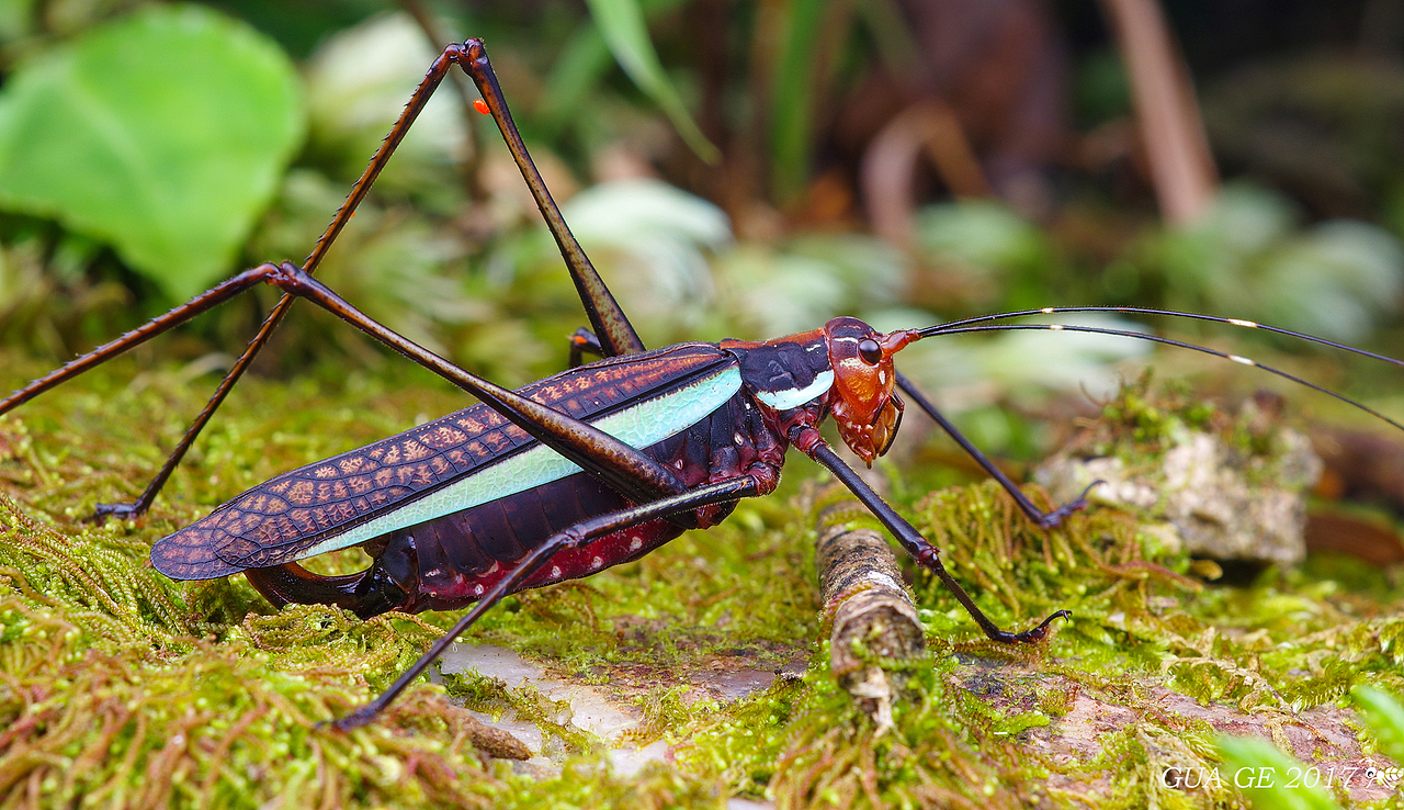 瓜哥生态篇-微距的魅力无处不在（图ZODY0NTQyMjg=） - 风光摄影 - 站酷设计师瓜哥微距摄影原创素材 - 站酷ZCOOL