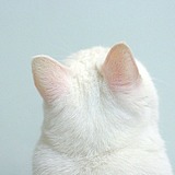 小桑田田的头像
