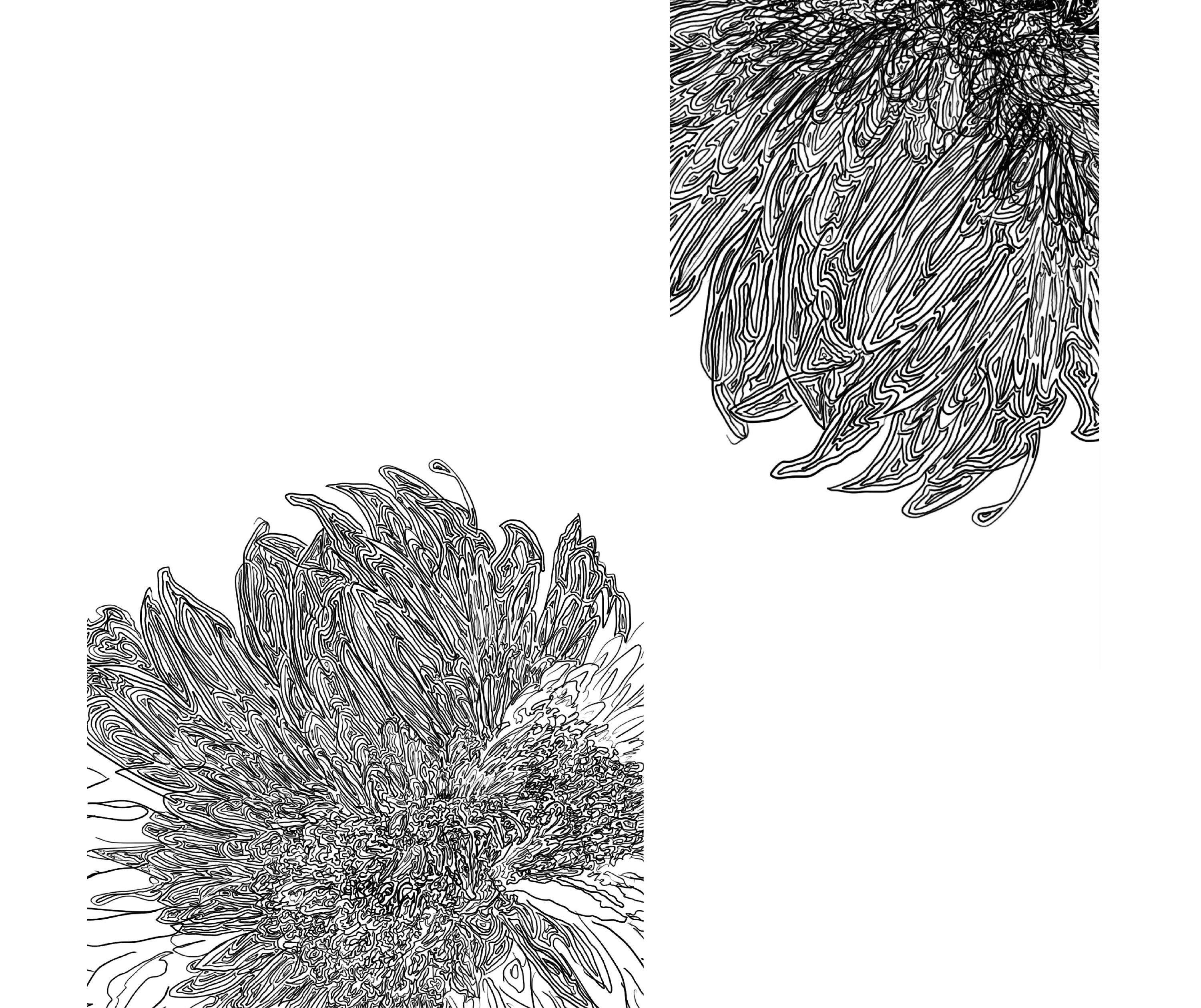 一朵花的年轮|线绘插画