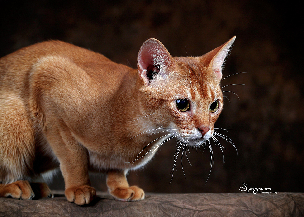 abyssinian&nbsp;阿比猫