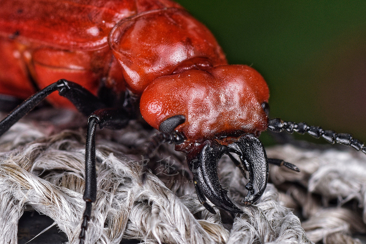 大红芫菁cissitescephalotesolivier1795