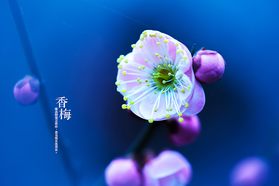 香梅[大年初二]