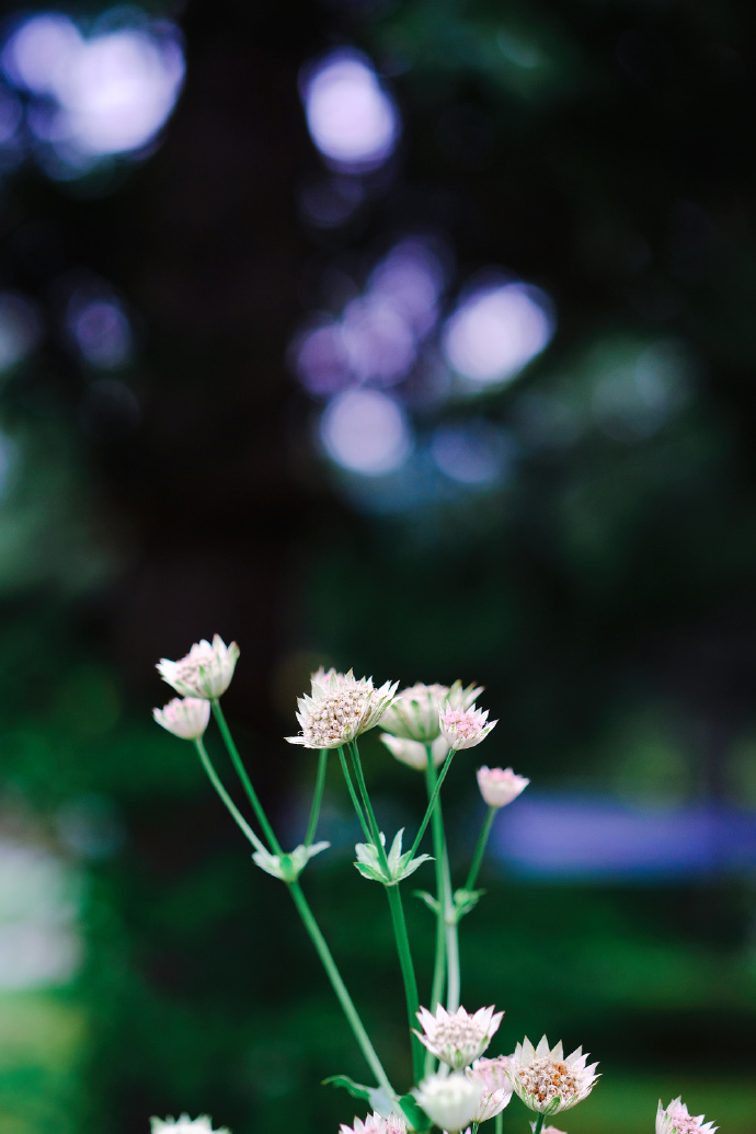 岁月缝花简谱_岁月缝花(2)