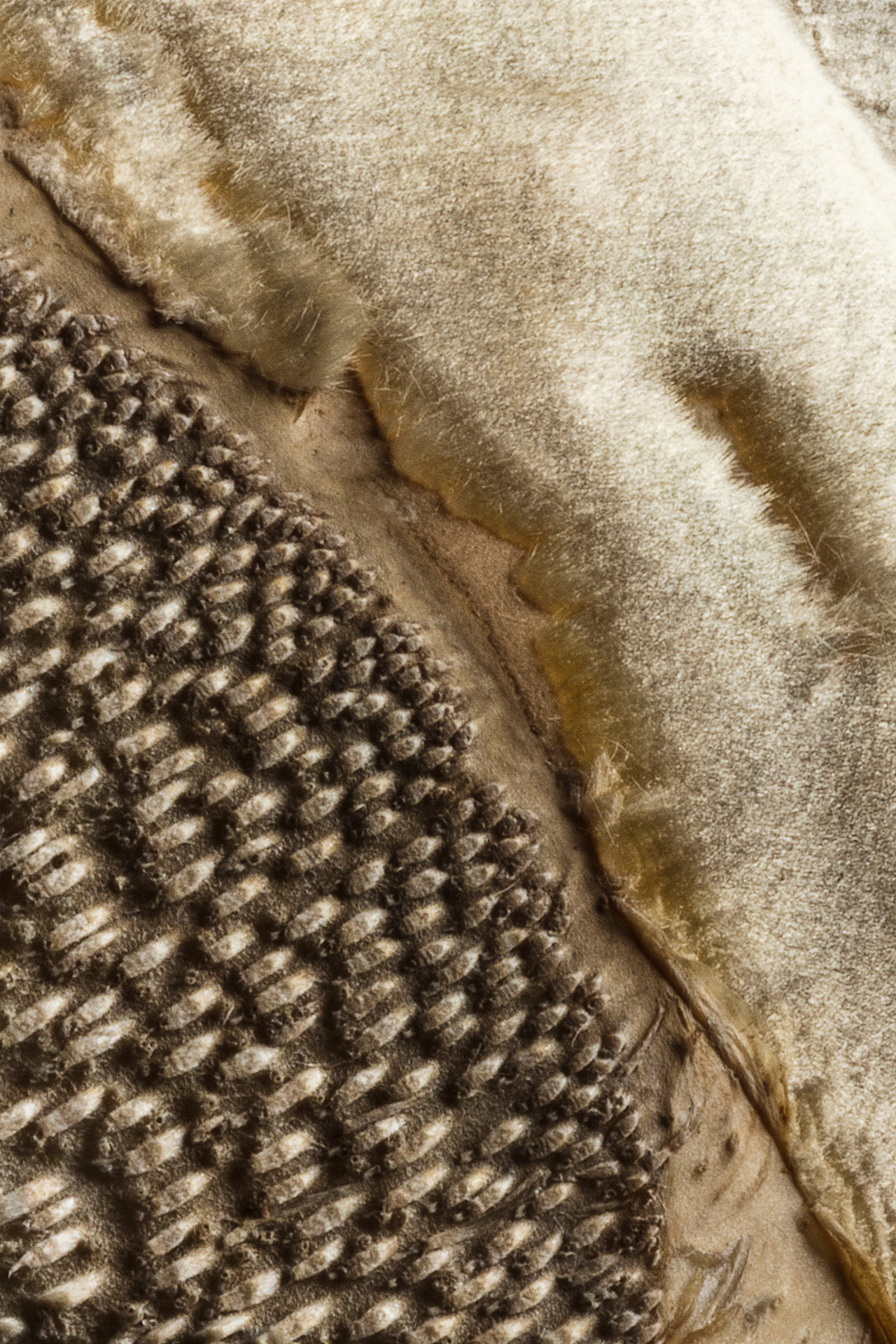 美食摄影 ｜ 「Portrait of food」· 食物肖像（图ZMTY5MzIxMDky） - 产品摄影 - 站酷设计师大秉创意原创素材 - 站酷ZCOOL