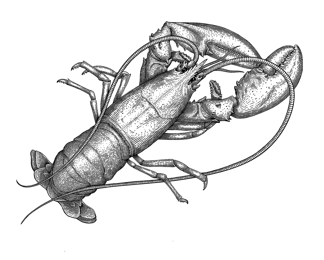 铜版画风格插画:虾