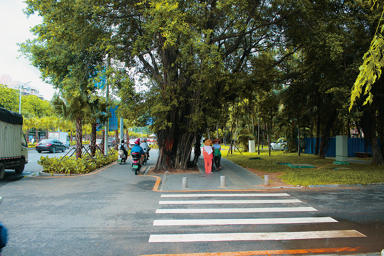 街边的树是真的大