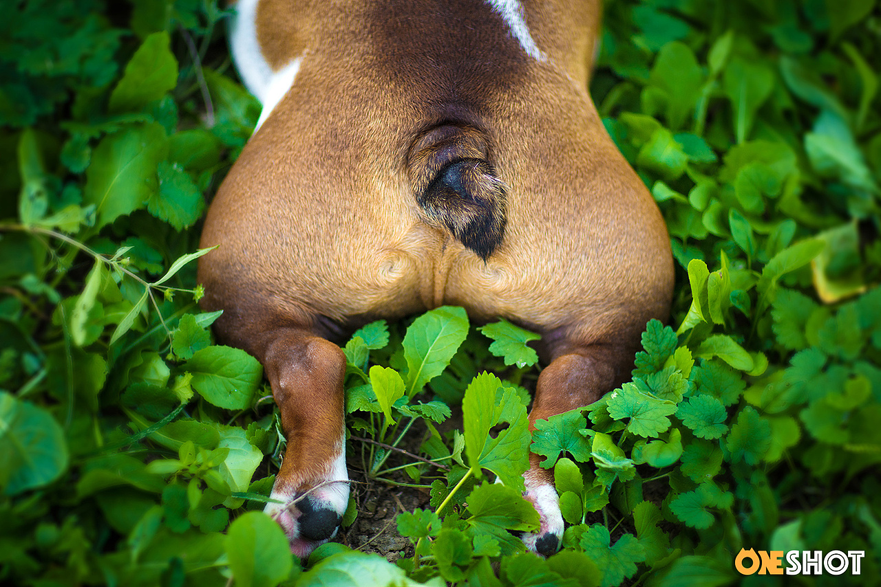 OneShot2018最上相汪星人