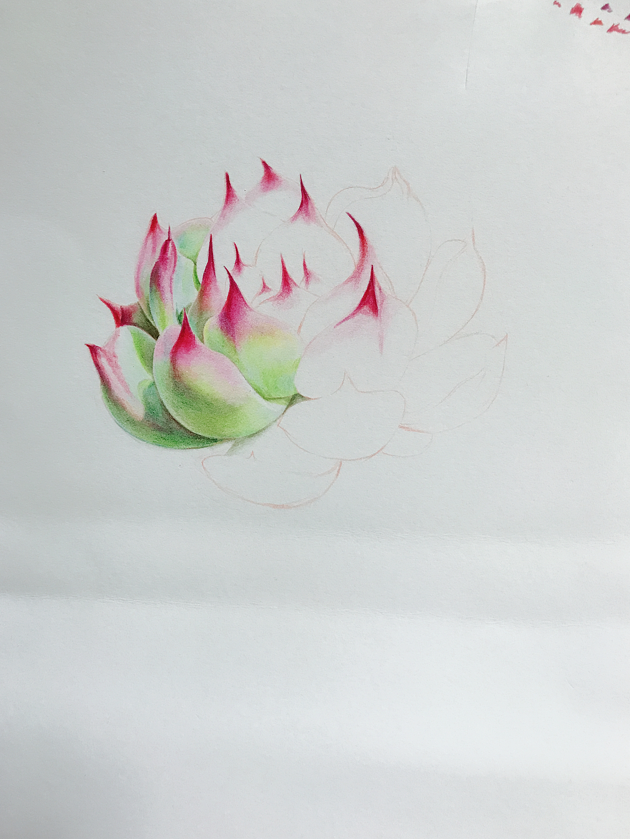 诱人的小勾勾多肉吉娃娃