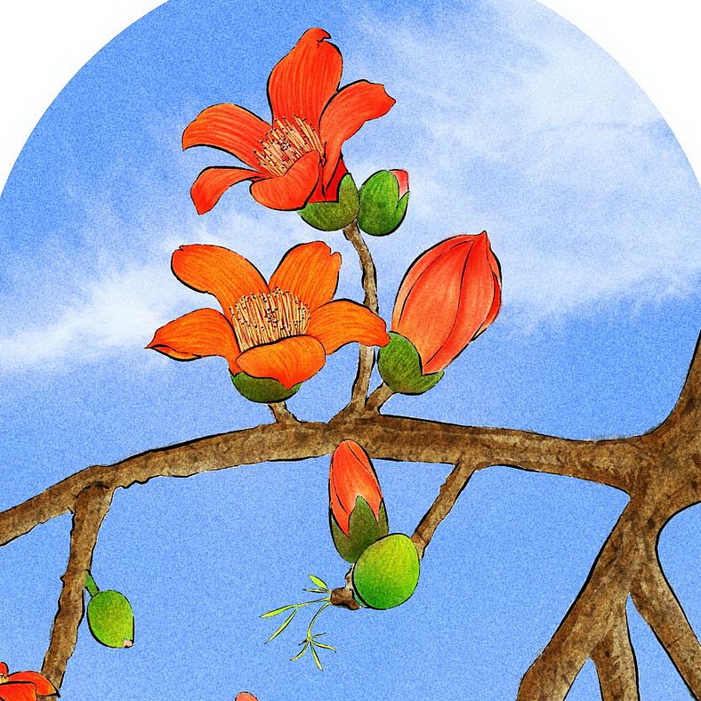 木棉花|插画|商业插画|oaim_原创作品-站酷zcool