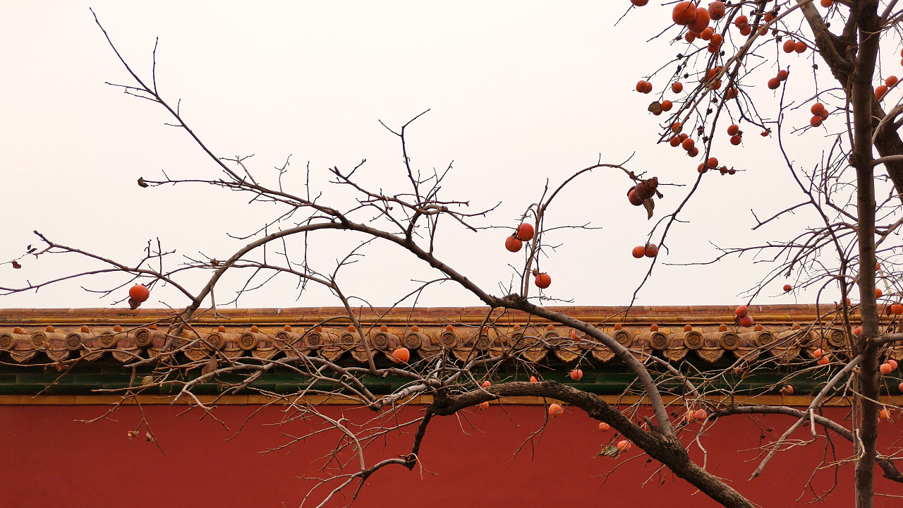 故宫-柿子红了