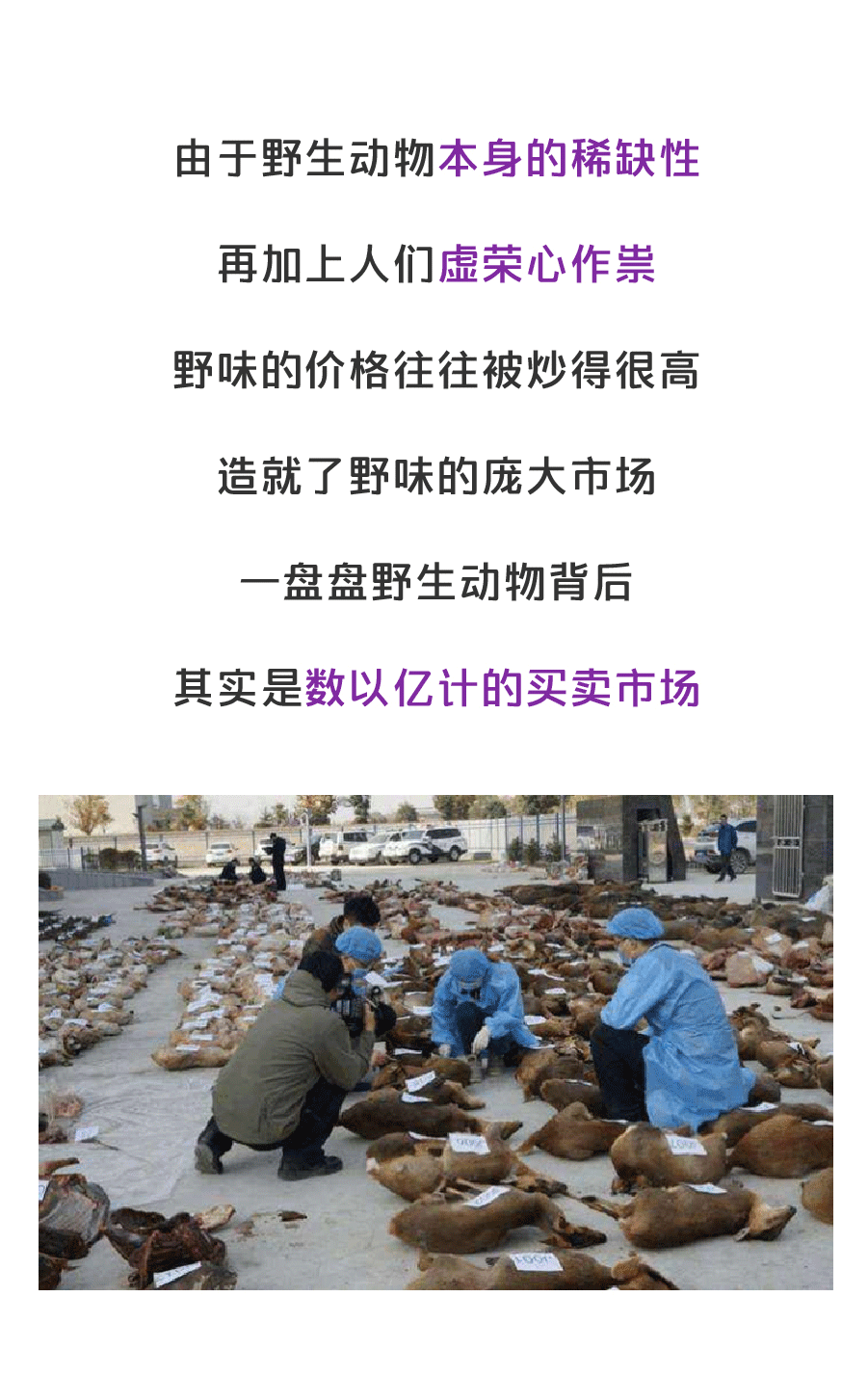 疫情之后，人类能不能拒绝吃野味？（图ZMTk1Mjc4Mzky） - 中/长篇漫画 - 站酷设计师缸灿食话原创素材 - 站酷ZCOOL